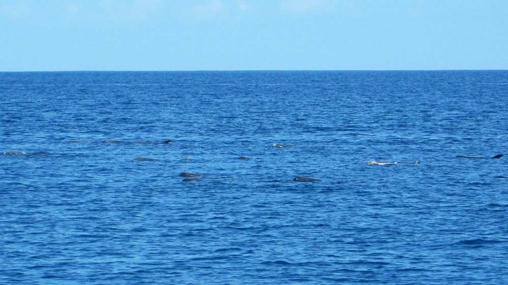 On our way back from Himandhoo Kandu in calm weather outside the atoll, we came across a pod of Bottlenose dolphins 
				(Tursiops truncatus) resting, seemingly sunbathing on the surface.