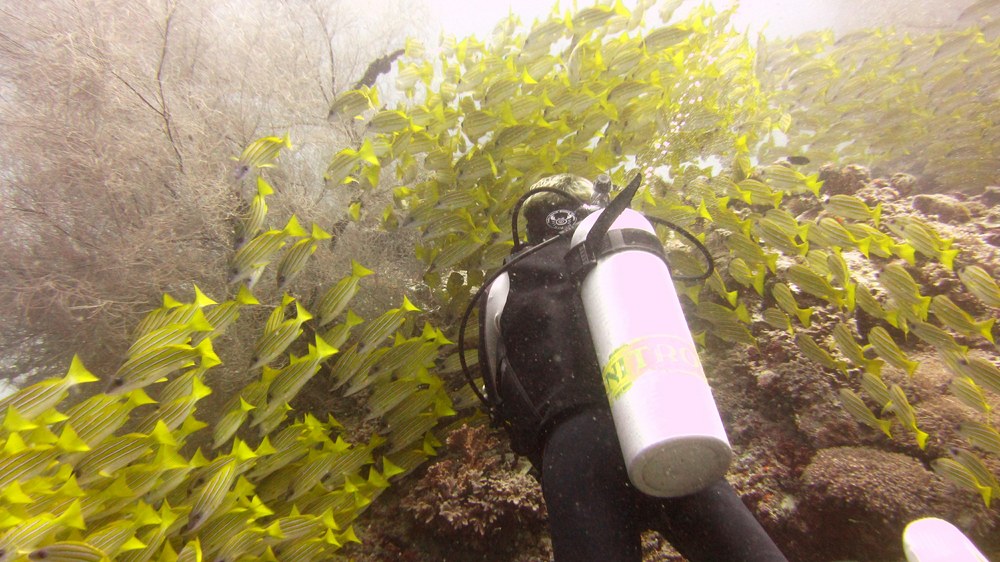 A resting school of Blue-striped snappers (Lutjanus notatus) at Degga Thila.