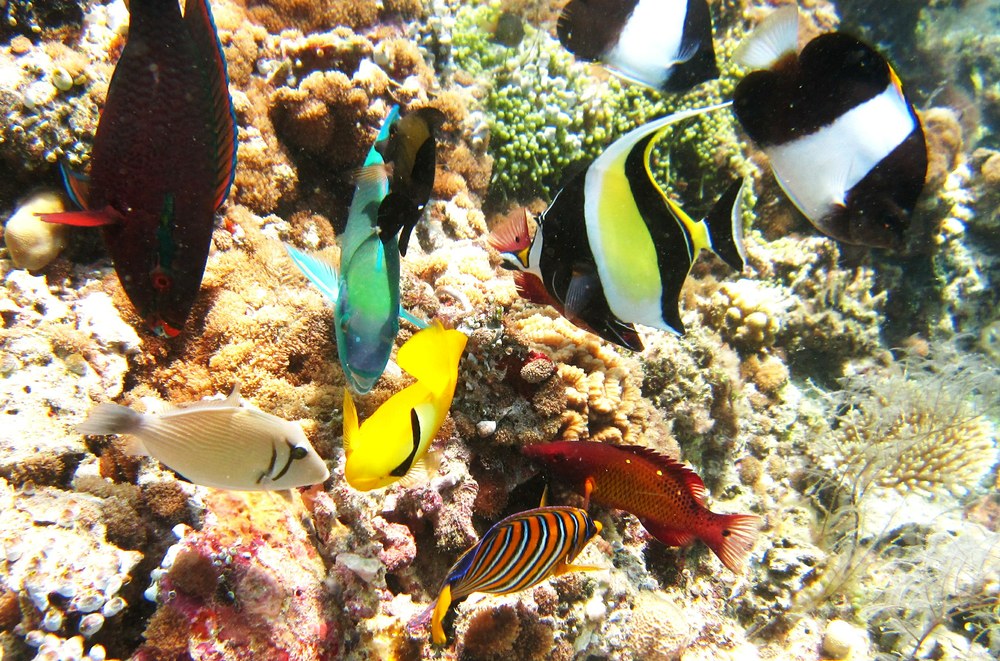 A glorious mix of brightly-coloured reef fish at Degga Thila
