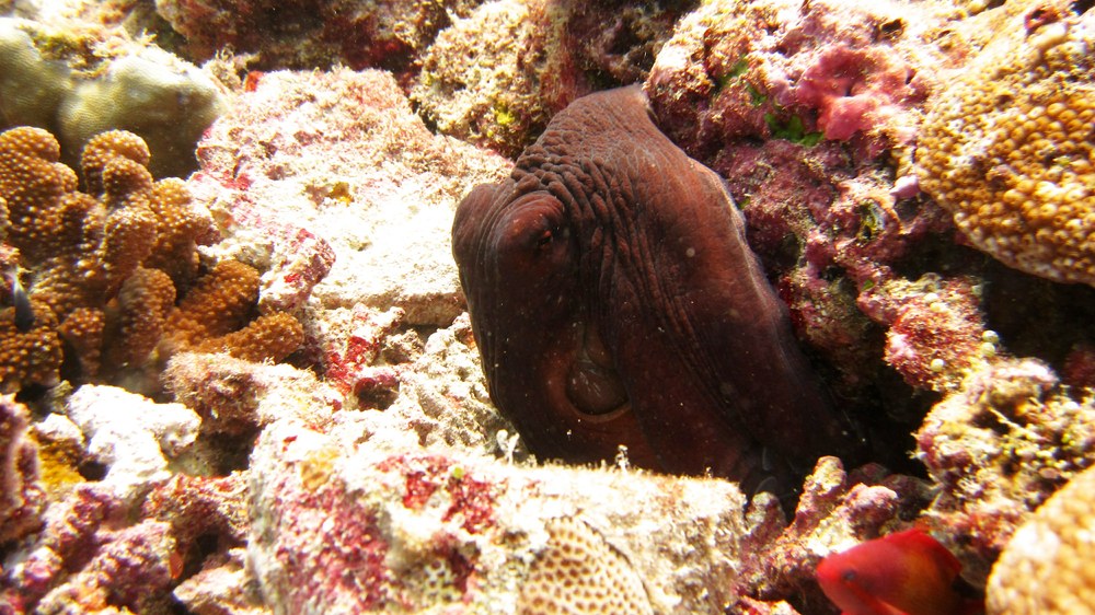 Reef octopus (Octopus cyanea) peers out of its hidey-hole at Hukuru Elhi Faru.	