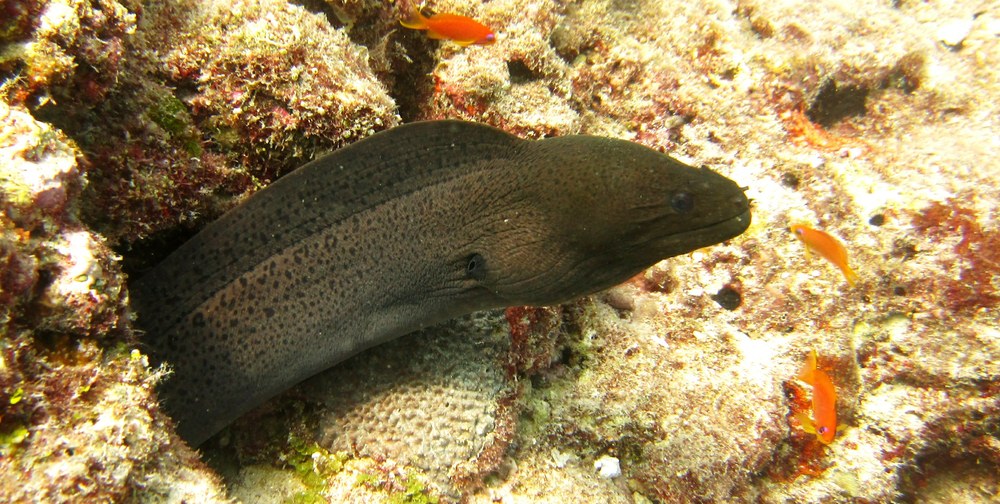 And a common Giant moray (Gymnothorax javanicus) just a few metres away. 