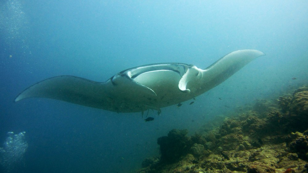 A huge manta ray (Manta birostris) swam right over us at the Hukuru Elhi Faru manta cleaning station.