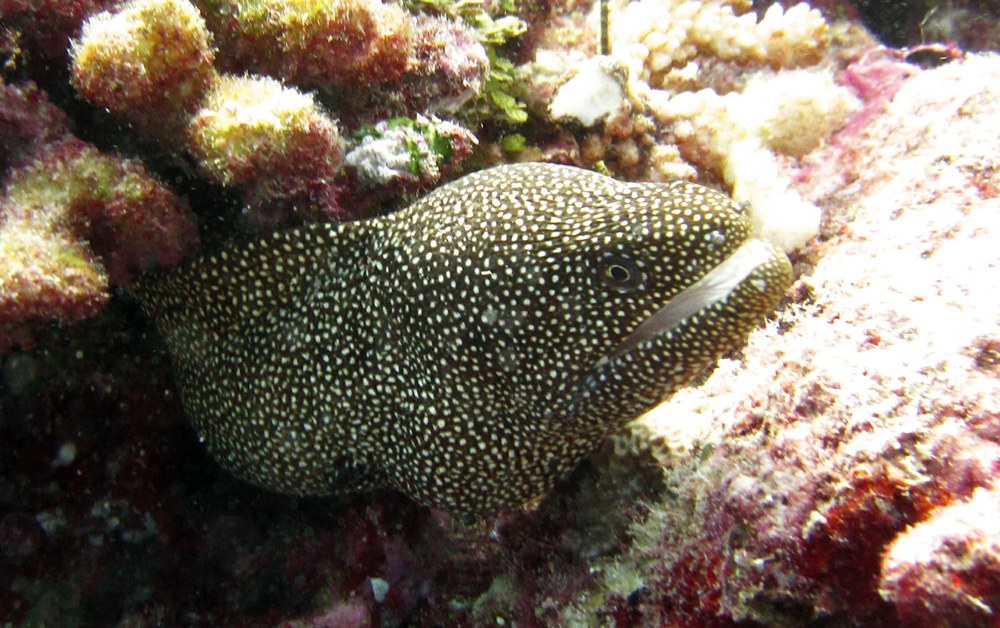 A handsome and rather uncommon Whitemouth moray (Gymnothorax meleagris) at Hukuru Elhi Faru. 