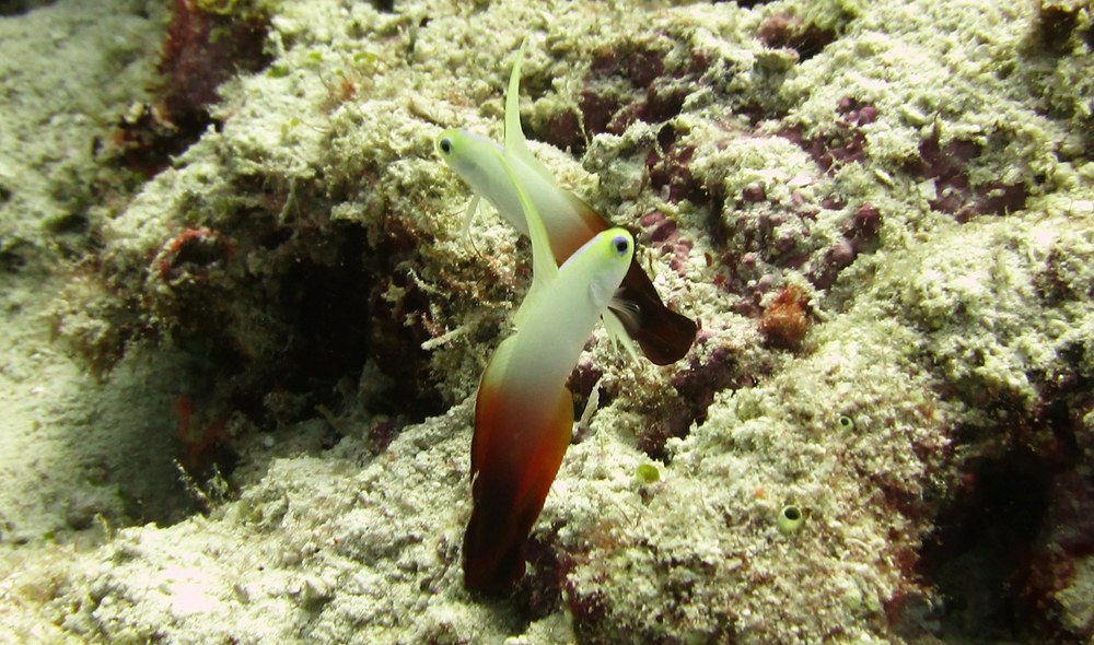A pair of Fire gobies or Fire dartfish (Nemateleotris magnifica) defend their patch at Kuda Miaru Thila. 