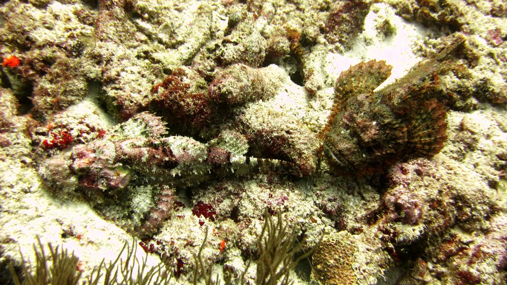 Two Tassled scorpionfish (Scorpaenopsis oxycephala), one better camouflaged than the other, at Kuda Miaru Thila. 