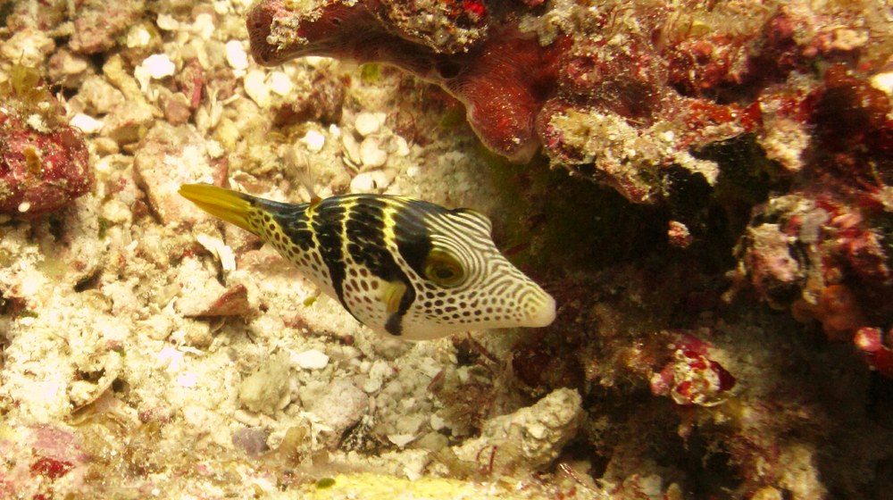 A Sharpnose puffer fish or Black-saddled toby (Canthigaster valentini) at Kuda Miaru Thila. 