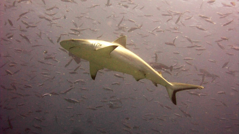 This Grey reef shark (Carcharhinus amblyrhynchos) just kept beating back and forth across the current at Kuda Miaru Thila, ignoring us completely.