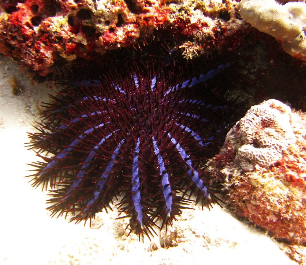 There were lots of these gorgeous but damaging Crown-of-Thorns sea star (Acanthaster planci) at Kuda Miaru Thila.