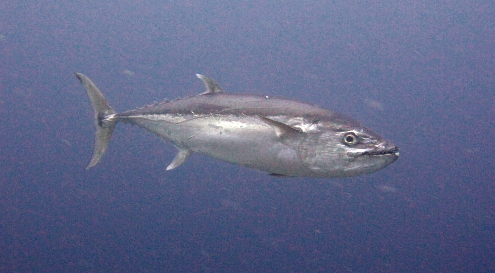 If you're vegetarian, look away now.
						The next few photos represent a cautionary tale for young tuna. When you're adult, like this one at Moofushi Kandu, 
						make sure you don't end up being caught...