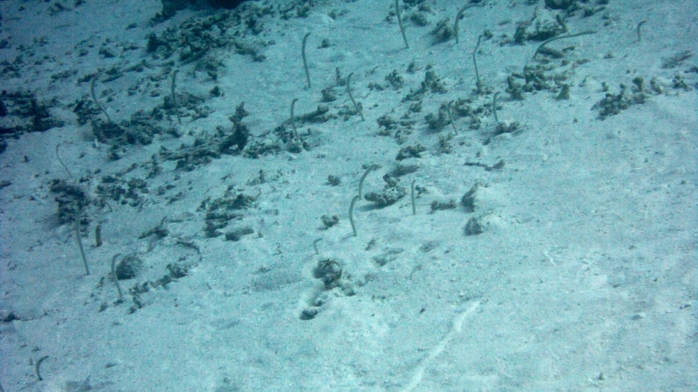 Sand eels or Garden eels, probably Spotted garden eel (heteroconger hassi) at Panettone Kandu. They protrude from their burrows to feed 
						on plankton, but are very wary - as soon as you get close to them, they disappear back down their burrows.