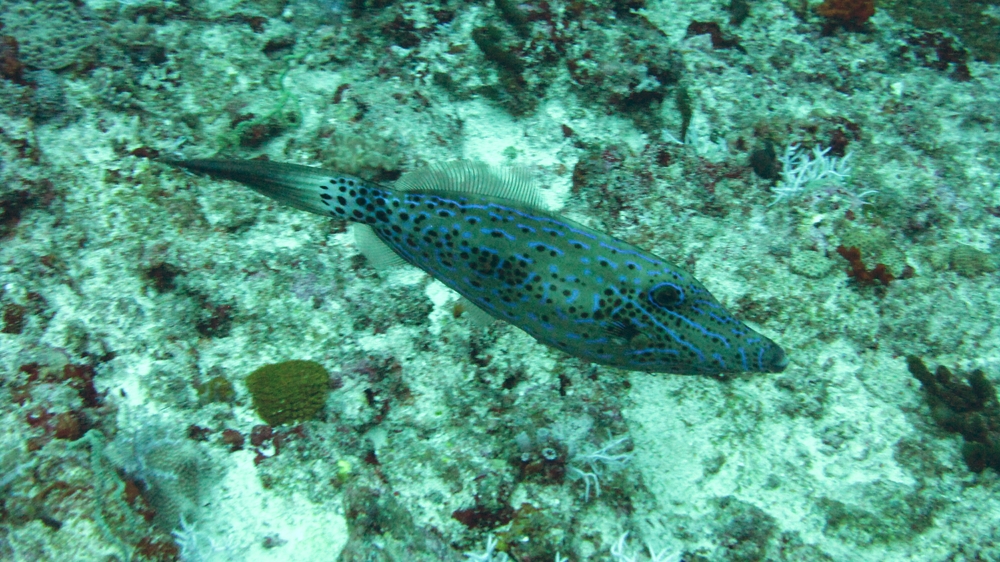 A Scribbled filefish (Aluterus scriptus) at Himandu Kandu.