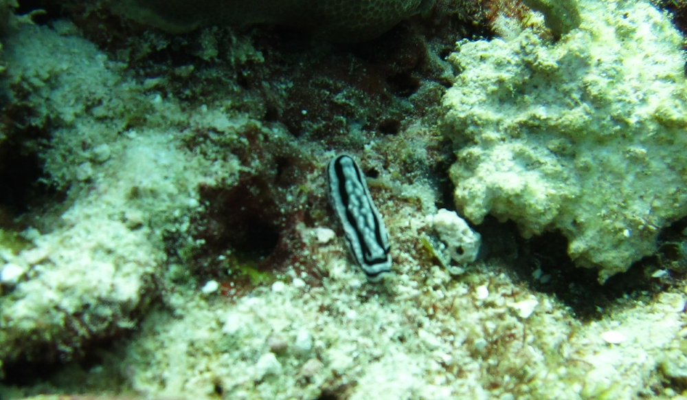 Now for some weird stuff. First, some slightly out-of-focus photos of five different nudibranchs, starting with a Zeylan 
						Phyllidiella (Phyllidiella zeylanica) at Kuda Miaru Thila.