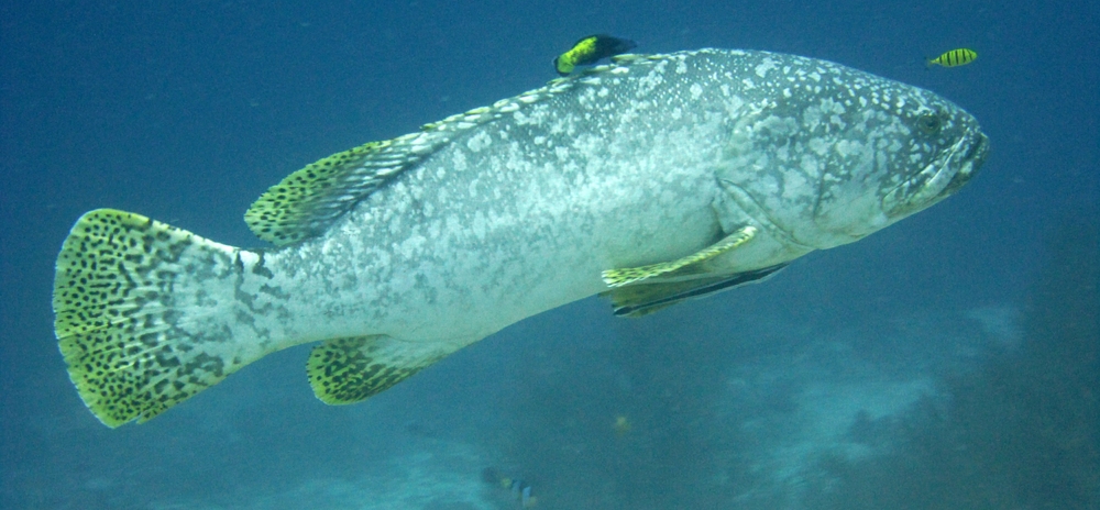 An enormous middle-aged Giant Grouper (Epinephilus lanceolatus), over a metre long, swims past us at Kuda Miaru Thila. As they grow 
						older, the yellow colouration fades and the patterns darken.
