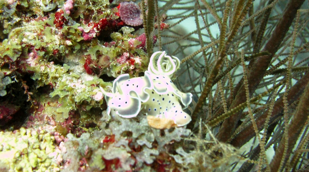 Next, a Tritos Chromodoris (Chromodoris Tritos) also at Kuda Miaru Thila. This has recently been renamed Goniobranchus tritos, 
						just to confuse things.