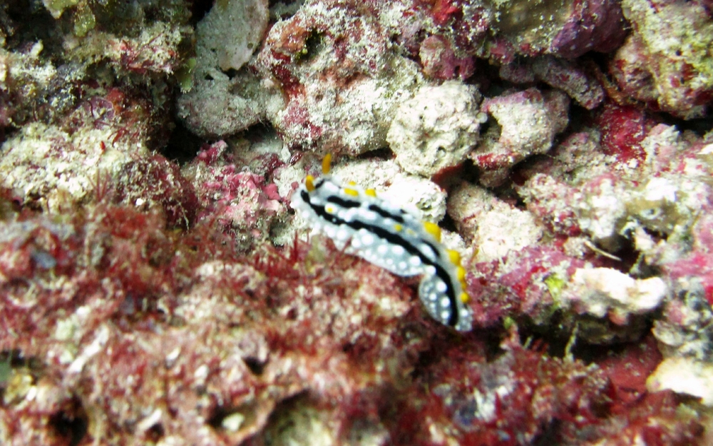 An Elegant Phyllidia (Phyllidia elegans ) at Kuda Miaru Thila.