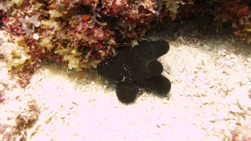 A Maldives speciality, a Hiby's Lamellarid (Coriocella Hibyae) at good old Kuda Miaru Thila. I like this dive site - there's 
						always something interesting happening there.