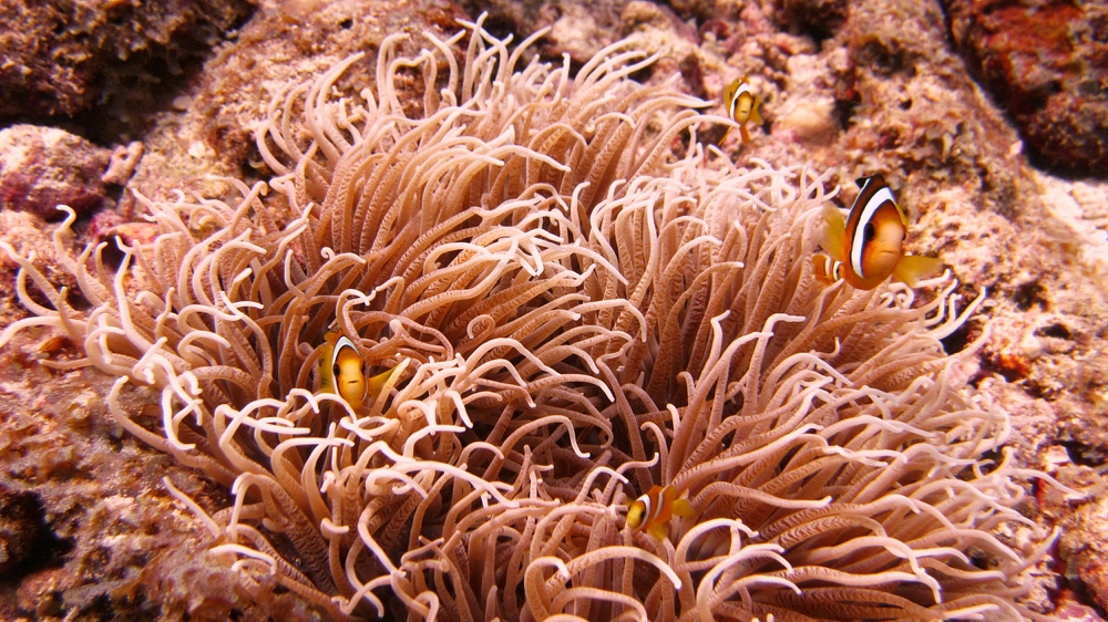 Mum, Dad and the kids all eye me with a worried expression. A family of Clark's Anemonefish (Amphiprion Clarkii) at Kuda Miaru Thila.