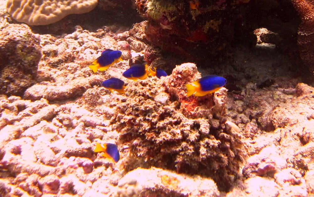 A pretty group of Caerulean damselfish (Pomacentrus caeruleus) at Kuda Miaru Thila.