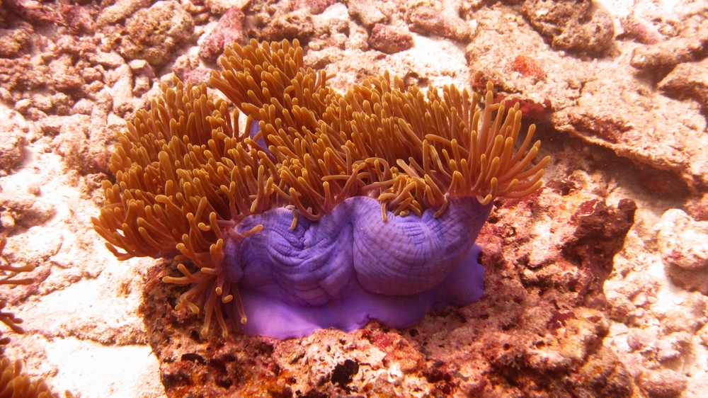 This Magnificent sea anemone (Heteractis magnifica) at Kuda Miaru Thila is half folded away, revealing its blue column colour.