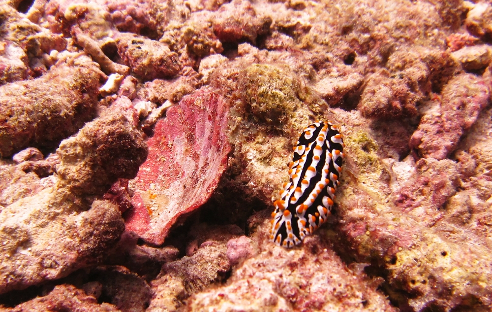 A Varicose Phyllidia (Phyllidia varicosa), again at Kuda Miaru Thila, poses alongside an old scallop shell.