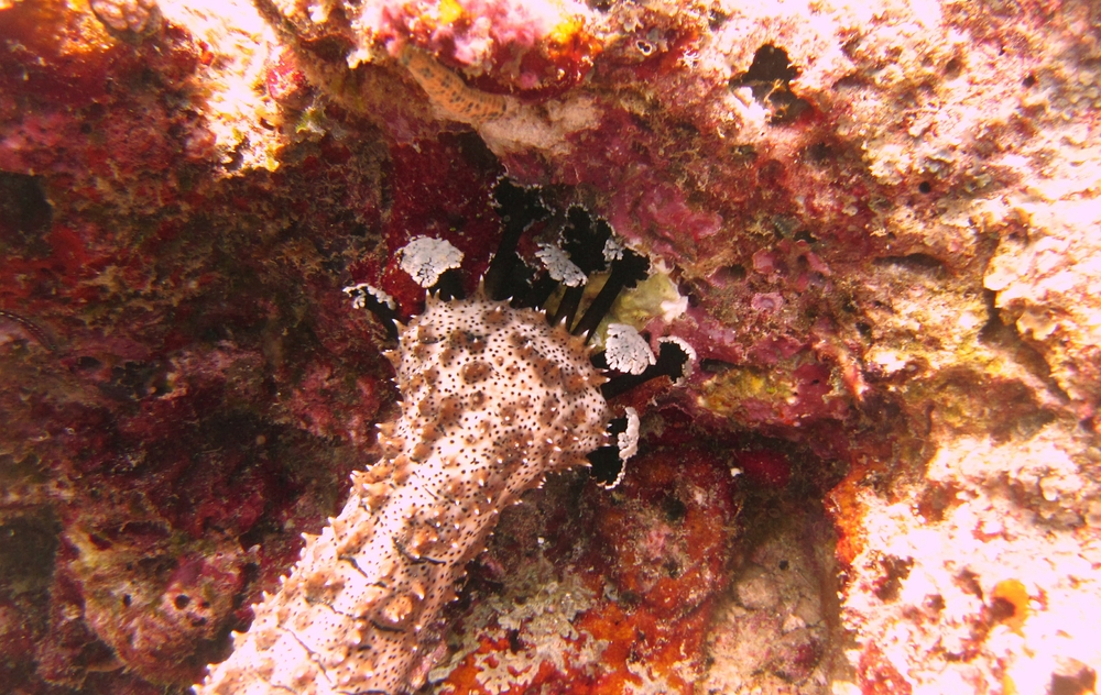 A Graeffe's sea cucumber (Pearsonothuria graeffei) exudes its soft, sticky feeding tentacles at Kuda Miaru Thila. Yuk.