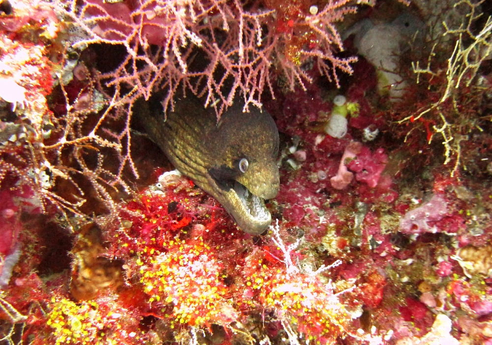 And the less common Black cheeked or Masked Moray (Gymnothorax breedeni) at Rehi Thila. 