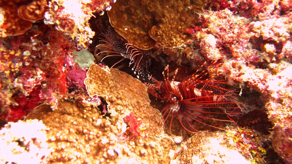 A pair of Lionfish (Pterois sp.) hide in a crevice at Rehi Thila.