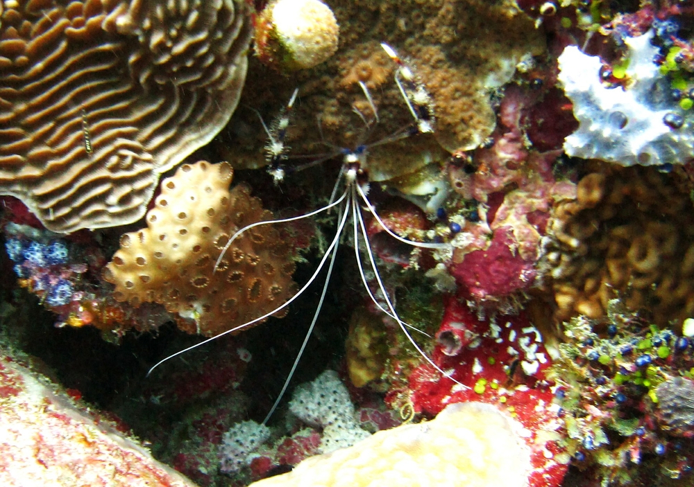 A Banded boxer shrimp (Stenopus hispidus) at Rehi Thila. 