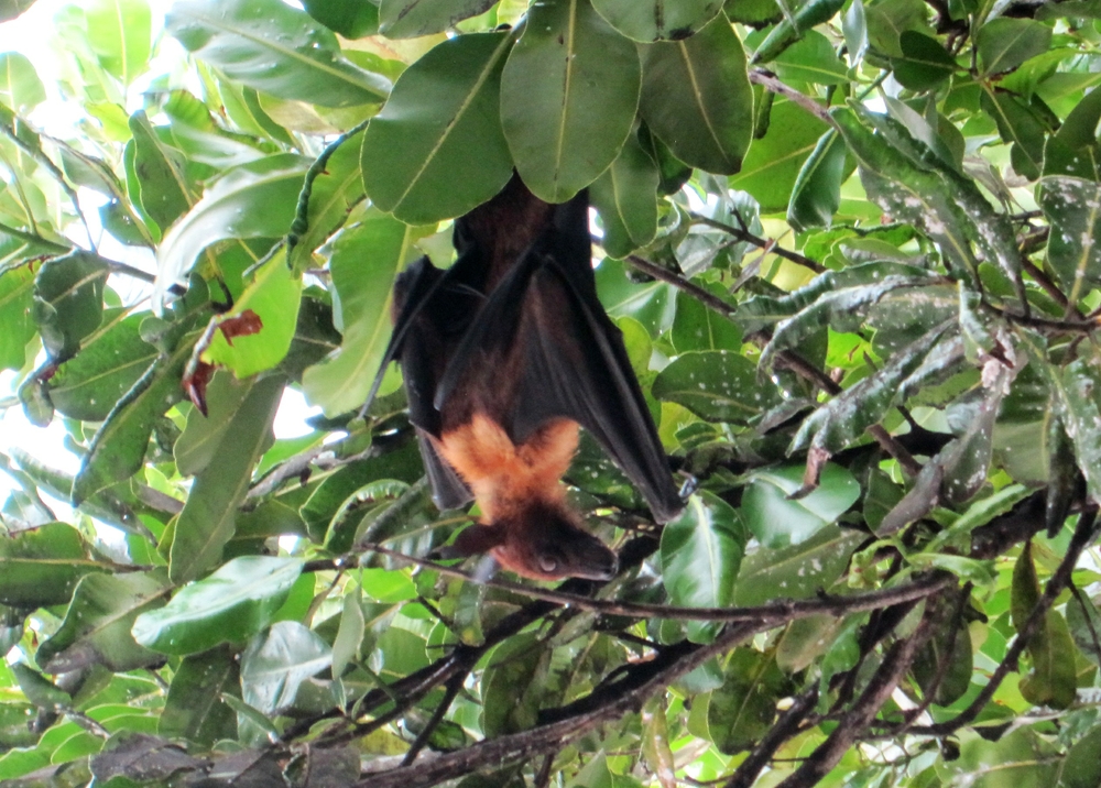 A less welcome inhabitant of the island. One of the dozen or so fruit bats who fly around as evening draws on. This one was hanging 
						from the tree a few feet in front of our veranda.