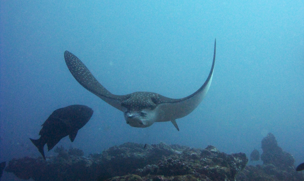 A Spotted eagle ray (Aetobatus narinari) with its piggy face swims towards me at Panettone Kandu.