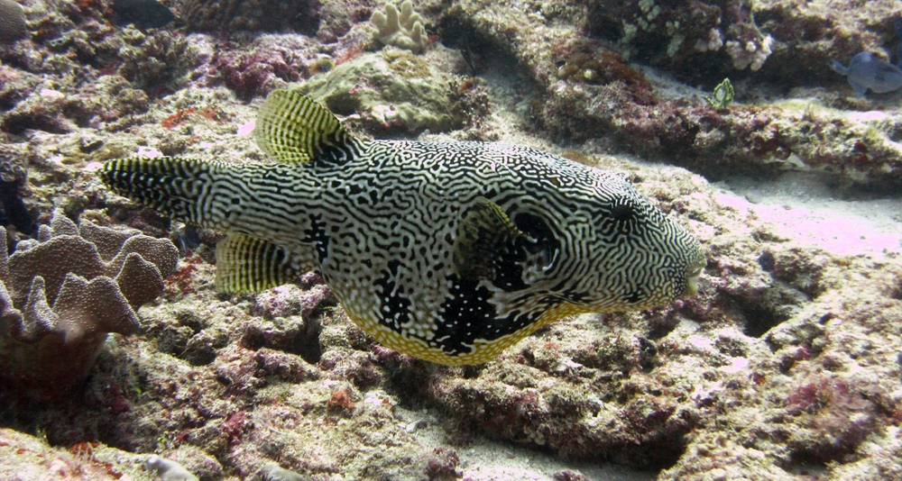 The bizarre-looking Scribbled pufferfish or Map puffer (Arothron mappa) at Panettone Kandu.