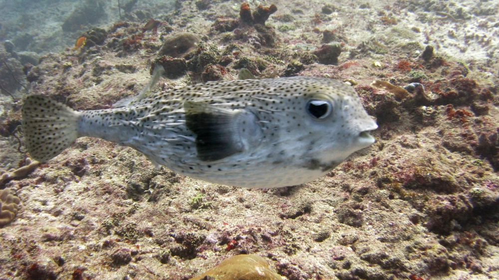 A Star Puffer (Arothron stellatus) at Rehi Thila. Note the spines which stick out when the puffer fish inflates itself into a round 
						spiky ball to deter predators.
