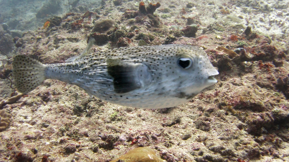 A Star Puffer (Arothron stellatus) at Rehi Thila. Note the spines which stick out when the puffer fish inflates itself into a round 
						spiky ball to deter predators.