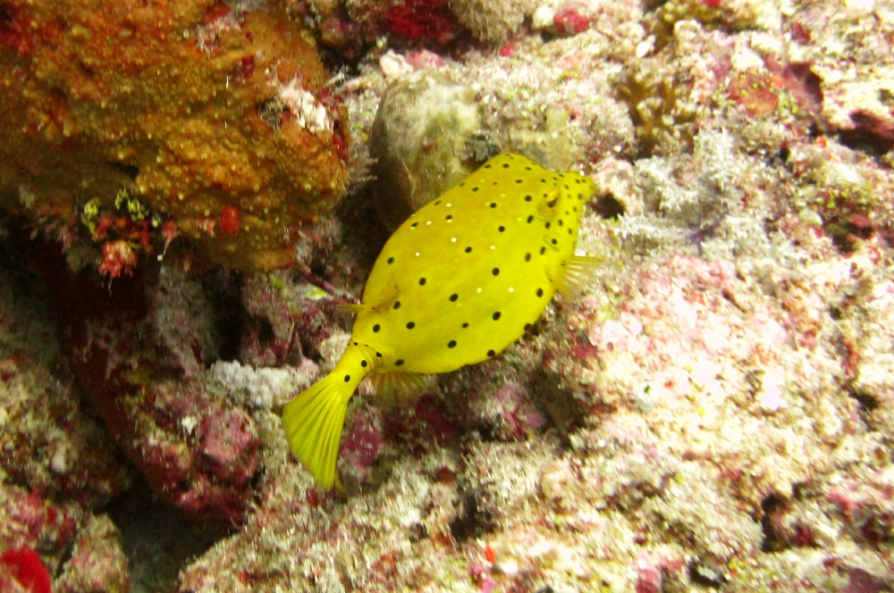 Yellow boxfish (Ostracion cubicus) at Moofushi Kandu. 