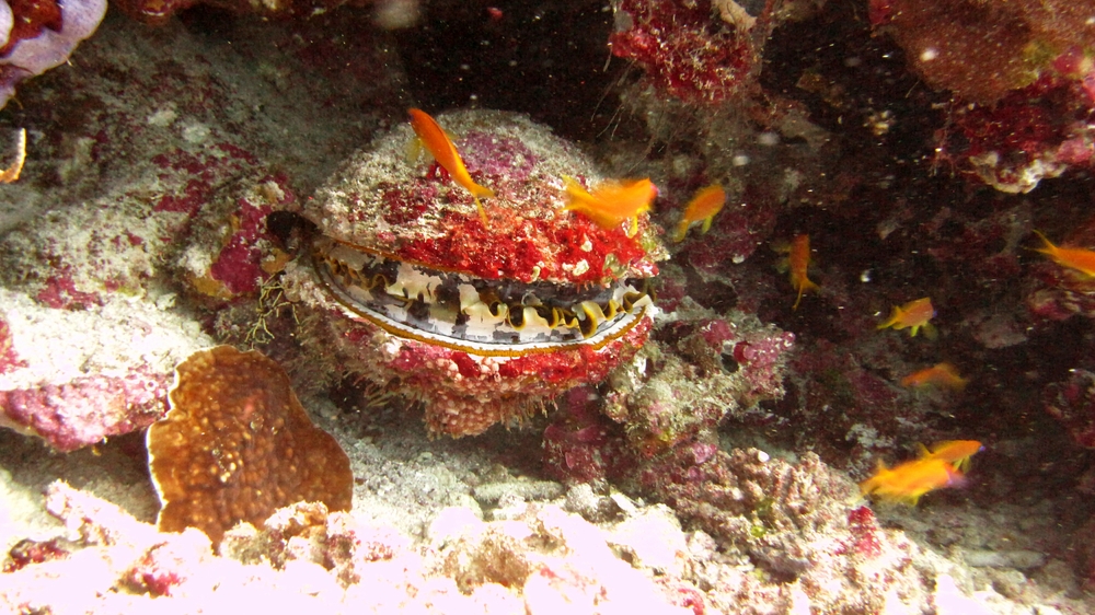 Variable Thorny Oyster (Spondylus varians) at Moofushi Kandu.