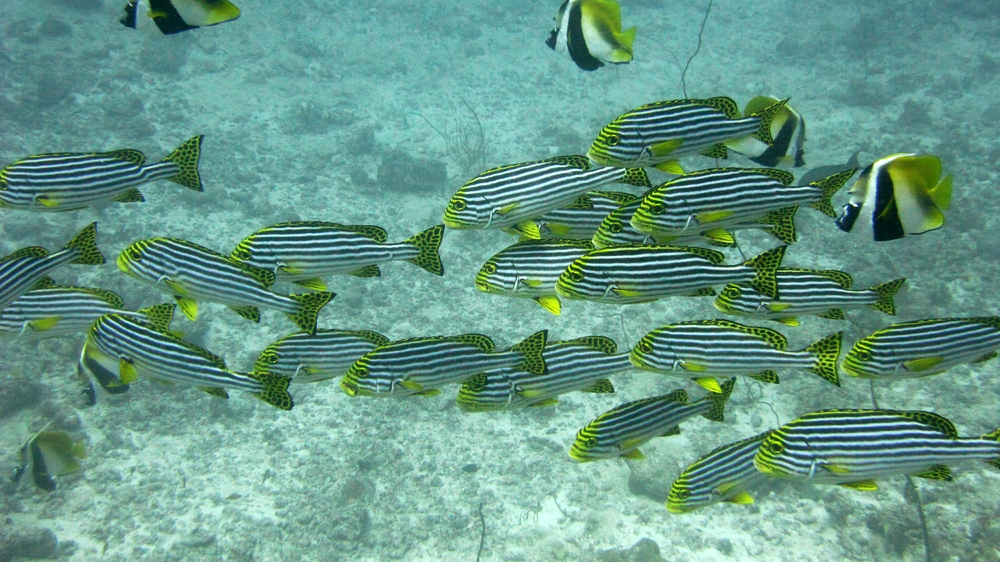 A mixed group of Oriental Sweetlips (Plectorhinhus orientalis) and Masked bannerfish (Heniochus monoceros) at Moofushi Kandu.