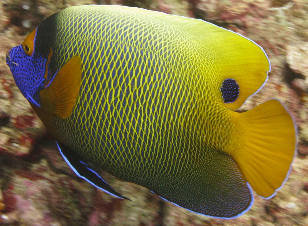 A beautiful Blue-faced angelfish (Pomacanthus xanthometopon) at Moofushi Kandu. 