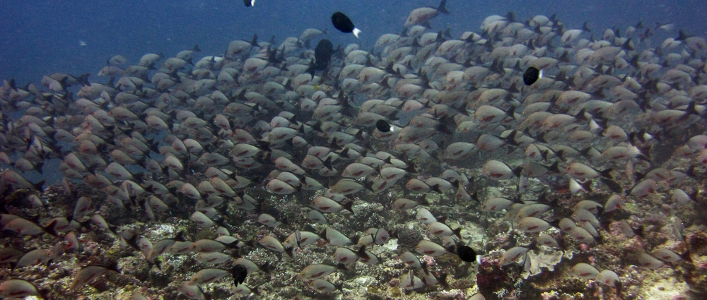 A large group of Humpback red snapper (Lutjanus gibbus) at Moofushi Kandu.