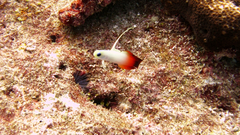 Fire goby or Fire dartfish (Nemateleotris magnifica) protects his patch at Panettone Manta Point.