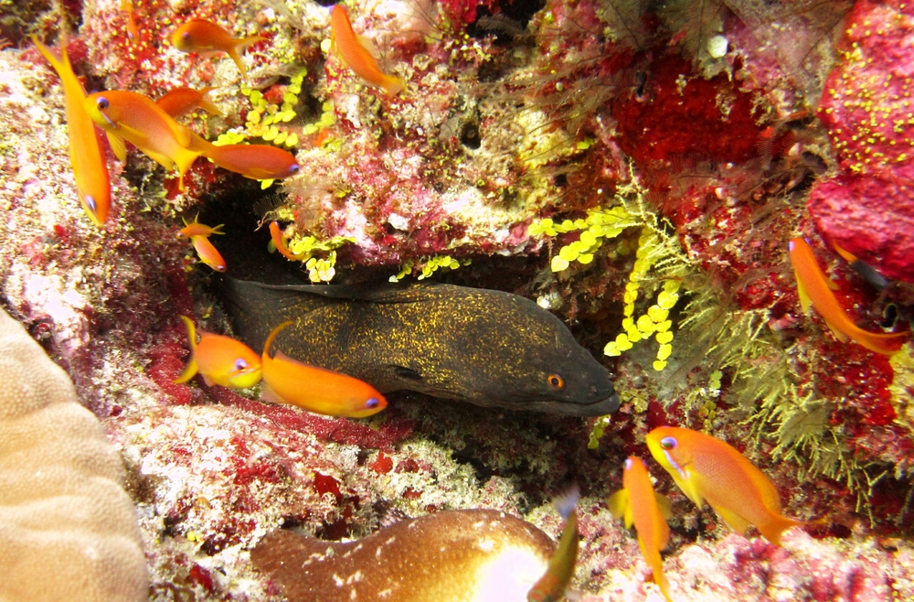 And, less common still, a Yellow-margined Moray (Gymnothorax flavimarginatus) at Panettone Manta Point.