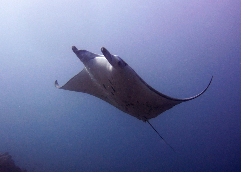 A Resident Reef Manta Ray (Manta alfredi) at at Panettone Manta Point.