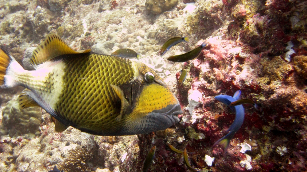 A Titan triggerfish (Balistoides viridescens) savages some coral at Panettone Manta Point.