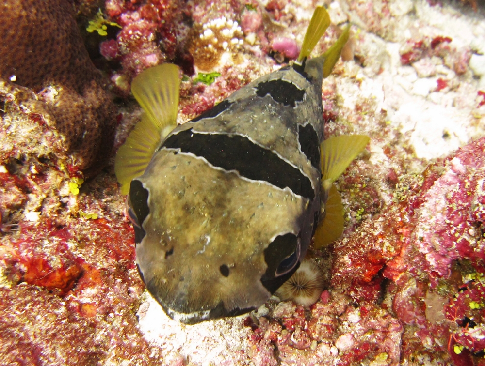 Black-blotched porcupinefish (Diodon liturosus) at Panettone Manta Point. 