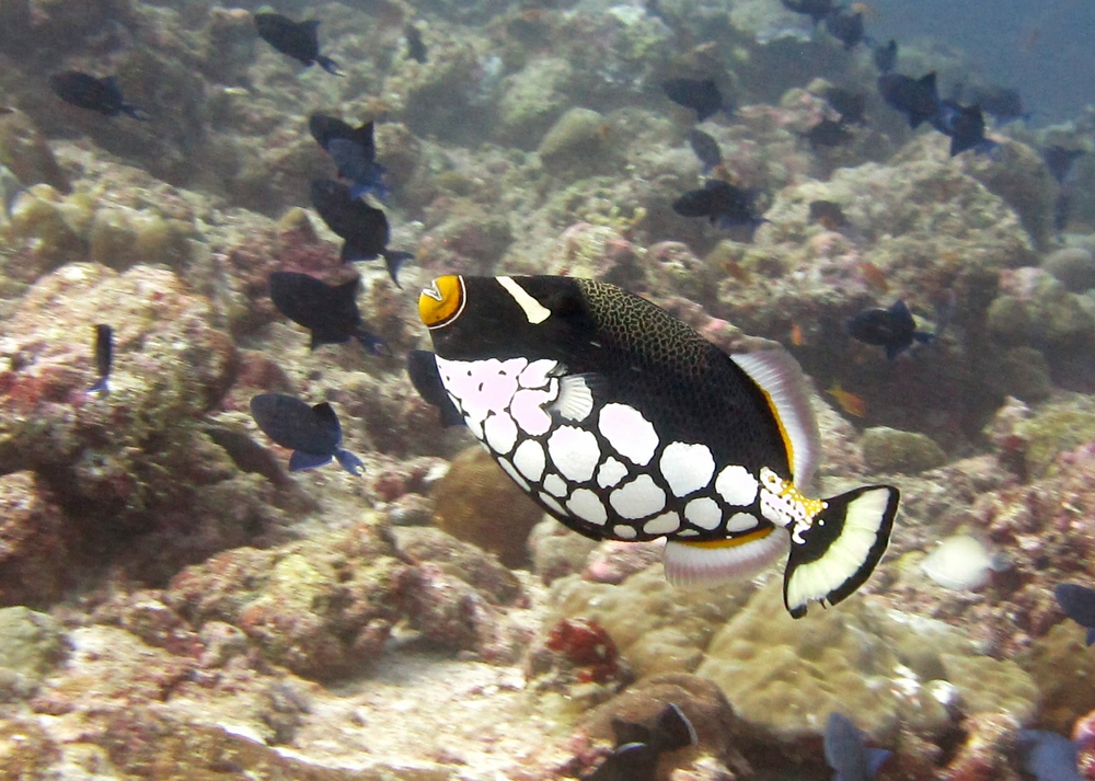 A spectacular Clown triggerfish (Balistoides conspicillum) at Panettone Manta Point. 