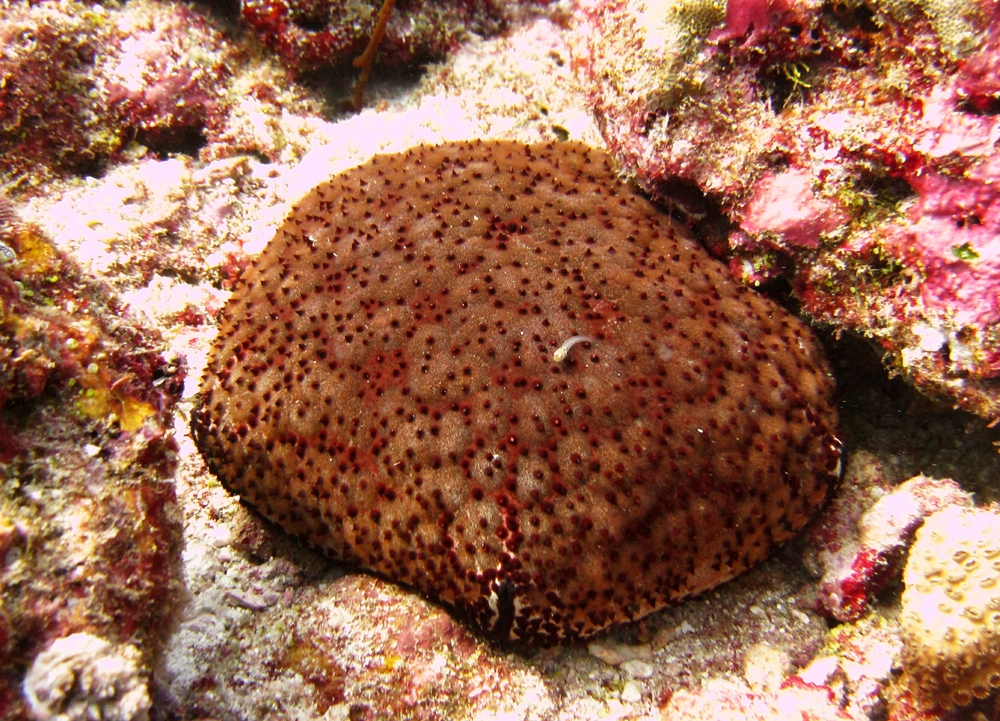 A Schmedelian pin-cushion sea star (Culcita Schmedeliana) at Panettone Manta Point, with a tiny hanger-on, possibly a 
						Maldive blenny (Ecsenius minutus).