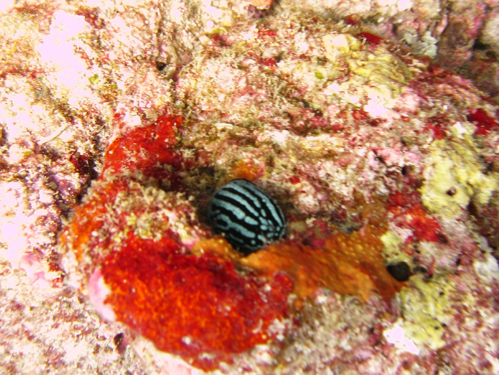 And a superficially similar one, but a different species, Rose Phyllidiella (Phyllidiella rosans), at Panettone Manta Point. 