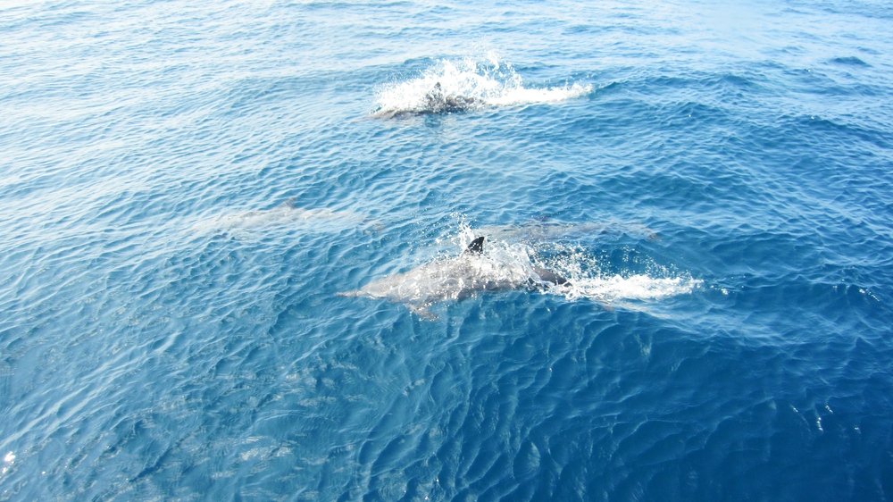 Four of a group of about 50 Spinner dolphins (Stenella longirostris) which joined us on the way back from the Panettone 
						Manta Point dive site. I actually saw several jump out of the water, spinning. 