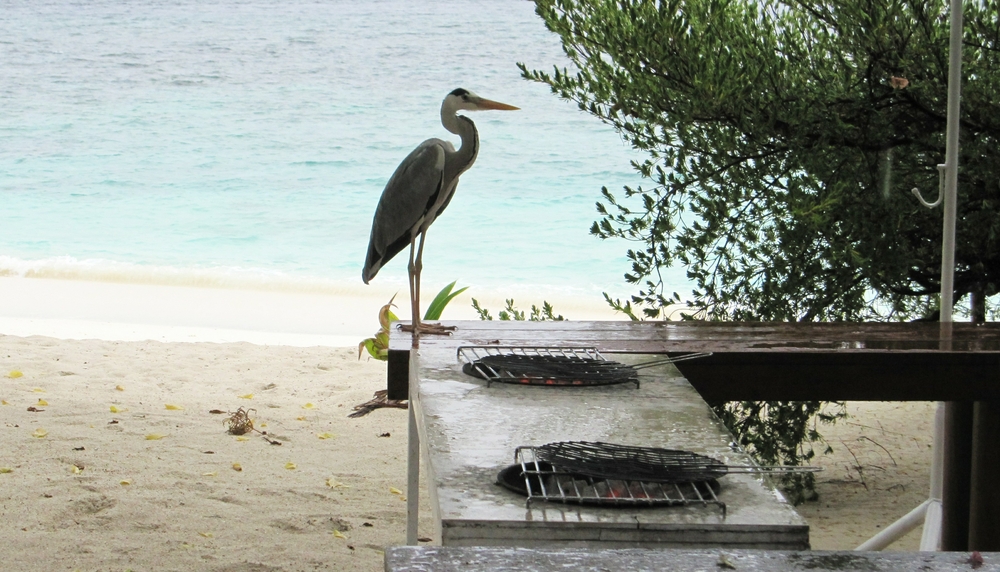 Aaron the heron is always cadging fishy morsels from the bbq grill chef on the beach. But he's been driven indoors by a sudden rainshower, 
						and Aaron sits by the red-hot bbq grill wondering where his next meal is coming from. 