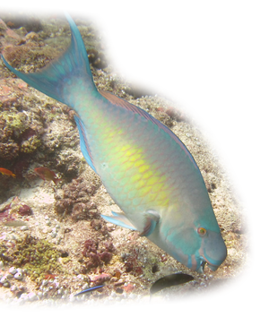 Parrotfish