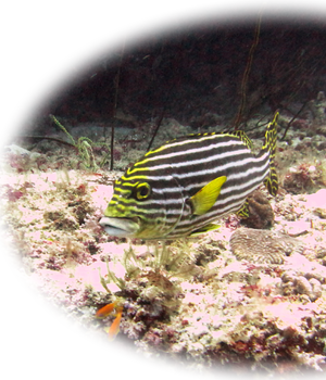 Oriental Sweetlips